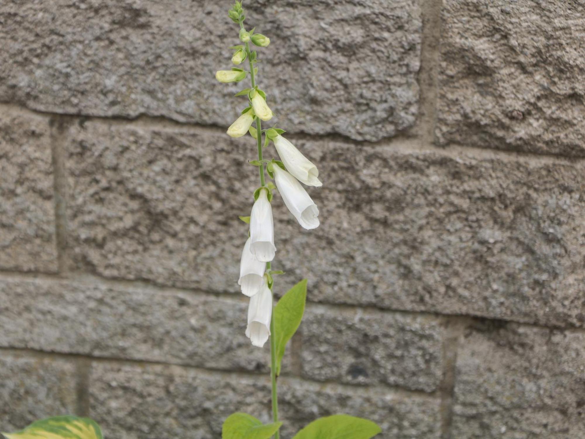 Foxgloves Castleton  Luaran gambar